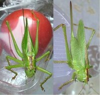 ヤブキリと言うキリギリスの一種がいますが 肉食らしいですね セミ Yahoo 知恵袋