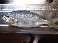 この魚はクロサギですよね おすすめの食べ方をおしえてください Yahoo 知恵袋