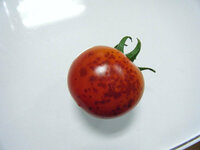 家庭菜園でミニトマトを育てていたら実に黒 茶色 の斑点が出 Yahoo 知恵袋