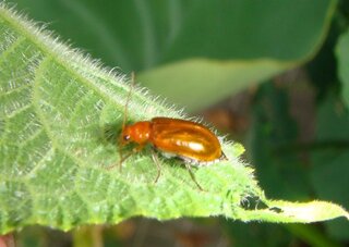 きゅうりの害虫について教えてください きゅうりに画像の様 Yahoo 知恵袋