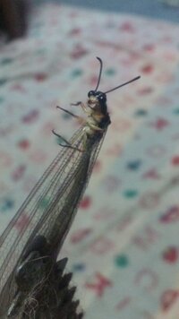 トンボみたいな羽で胴体が細く緑の虫が網戸と窓の隙間に1匹いました Yahoo 知恵袋