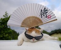 かご猫は どこに住んでいるのか かご猫ブログという有名 Yahoo 知恵袋