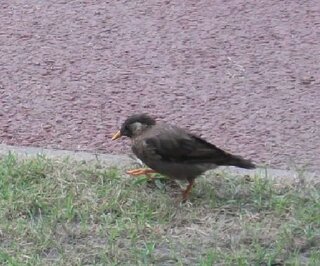 くちばしの黄色いこの鳥の名前がわかる方いましたらおしえてください よろ Yahoo 知恵袋