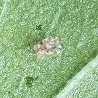 ヒマワリの葉っぱに付いている赤い虫のようなものは ある日葉っぱに Yahoo 知恵袋