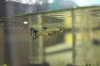 グッピーの出産についてです ペットショップにお腹がパンパンのメス Yahoo 知恵袋