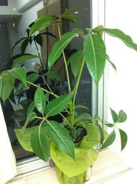 いただき物の観葉植物ですが 名前も種類も不明なため 育て方が Yahoo 知恵袋