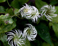 この夏 民家の軒先で見た花です キビヒトリシズカにも似ていま Yahoo 知恵袋