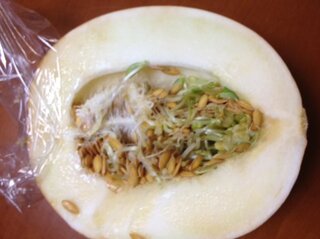 見たことありましすか メロンを切ったら種が発芽しているところ Yahoo 知恵袋