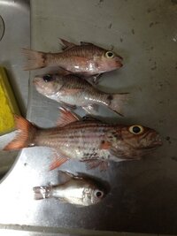 沖縄県北部で写真の魚を釣りました これらの魚の名前は何ですか Yahoo 知恵袋