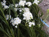 この白くて小さな菊のような花の名前を教えて下さい 花の直径は Yahoo 知恵袋