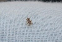 最近 洗濯物に必ず小さい虫がついてるのですが この虫が何 Yahoo 知恵袋