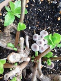 紫陽花にキノコが生えてきました なんのキノコか教えてく Yahoo 知恵袋