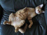 うちの猫は５ヶ月くらいで体重が4キロなんですが太りすぎなんです Yahoo 知恵袋