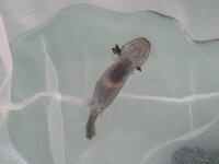ウーパールーパーの性格 ウーパールーパーを２匹 別々の水槽で飼育し Yahoo 知恵袋