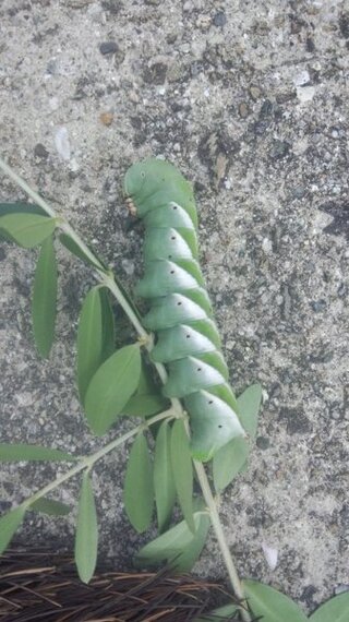 芋虫を発見しました 今日庭のオリーブの木に変な芋虫がついてました Yahoo 知恵袋