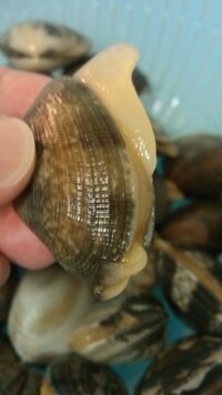 冷蔵庫にあさりを入れておいて 食べる前に水を張ったボウルにいれておいたら Yahoo 知恵袋