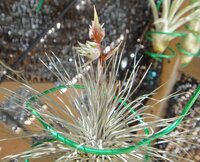 花が咲き枯れた後 チランジアイオナンタの根っこ部分に子株が付きました 育てるの Yahoo 知恵袋