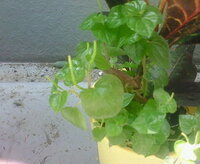 観葉植物に詳しい方お知恵を拝借種類を忘れたのですが 写真のように何やら Yahoo 知恵袋
