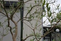 オリーブの落葉についてです 高さ3m主幹直径8 10cm地植 Yahoo 知恵袋