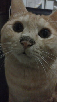 飼い猫の鼻の頭が少し黒いです 写有 なにかの病気でしょうか Yahoo 知恵袋