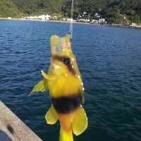 何の魚か教えてください 昨日 釣りに行ったら 黄色に黒い模様の入 Yahoo 知恵袋