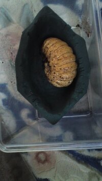 カブトムシの人工蛹室について 僕は 国産カブトムシの幼虫 Yahoo 知恵袋