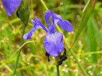 お花のカキツバタを 入力すると 杜若 という漢字が出てきます 国宝の Yahoo 知恵袋