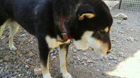 柴犬 一歳 昨日散歩途中でマムシに噛まれました 鼻を噛まれたらしく 噛 Yahoo 知恵袋