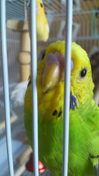 セキセイインコの性別生後4ヶ月のセキセイ、ピピちゃんです 