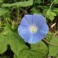 誕生花や誕生石は なぜサイトによって 書籍なども 同じ日の花や石が違うの Yahoo 知恵袋