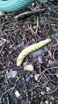 アサガオにスズメガの幼虫が発生したのですが 種類の特定に悩ん Yahoo 知恵袋