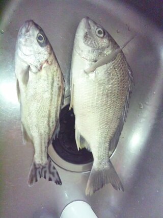 この魚 右がヘダイで左がシマイサキ コトヒキ 右の魚は Yahoo 知恵袋