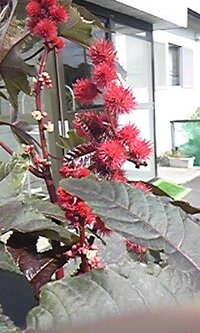 花 木 の名前を教えて下さい 特長はウニの赤ちゃんみたいに Yahoo 知恵袋