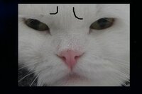 猫ちゃん 体調が悪いのが機嫌が悪いだけなのか分からない時がよくあります 推定 Yahoo 知恵袋