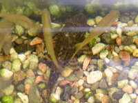 スターウォーズのジャバ ザ ハットについて質問です スター Yahoo 知恵袋