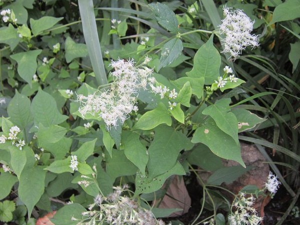 この白いもじゃもじゃした花（フジバカマぽい？）はなんでしょう