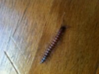 虫についての質問です この虫 なんでしょうか 家の壁に Yahoo 知恵袋