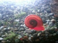 この赤い巻貝の名前は 金魚のために水草を買ってきたら小 Yahoo 知恵袋