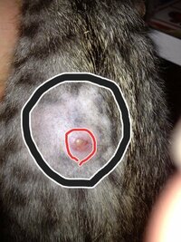 猫の背中に しこりみたいな腫瘍ができました 柔らかいしこりです 獣医さんに見 Yahoo 知恵袋