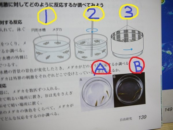 中学生 理科の問題の回答を教えてください メダカの外界の刺激 Yahoo 知恵袋