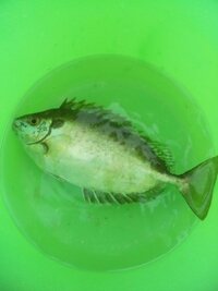 この魚はアイゴですか 食べれますか 柏崎港近辺 朝方 サビ Yahoo 知恵袋