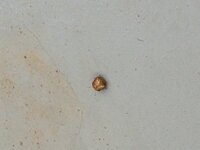 見づらかったら申し訳ありません この小さい茶色い丸い虫なんで Yahoo 知恵袋