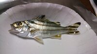 先日海で釣った魚なのですが 名前がわかりません ご存知の方がいれば教え Yahoo 知恵袋