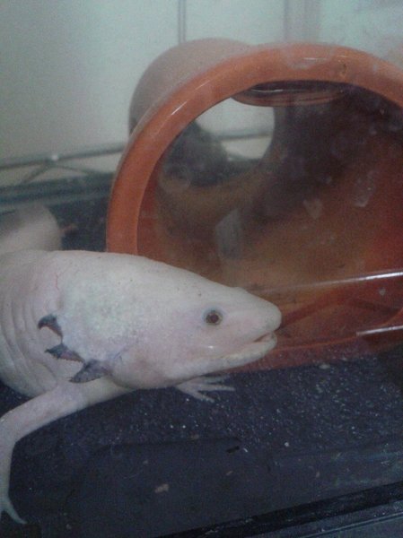 100 ウーパールーパー エラ 短い