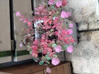 ピンクボンボンという犬舎を知っていますか 残念ながら存じ Yahoo 知恵袋