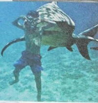 サメの画像ですある本に載っていた画像なんですがこれ本当でしょうか 私 Yahoo 知恵袋