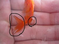 金魚についてなんですが尾びれの先端が黒くなっていく病気はなんですか 写 Yahoo 知恵袋