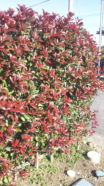 垣根の種類を教えてください 添付画像の垣根に使ってる樹の名前と手入 Yahoo 知恵袋