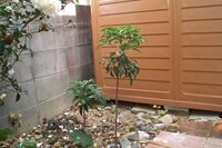 椿と南天の移植について教えてください 地植えされている１メー Yahoo 知恵袋