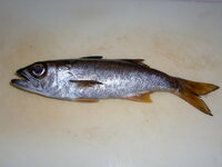 この魚の名前を教えてください 本日 三重県の石鏡漁港で釣れました 初め Yahoo 知恵袋